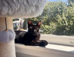 Lost Female Cat last seen Derby Street, Berkeley, CA 94705
