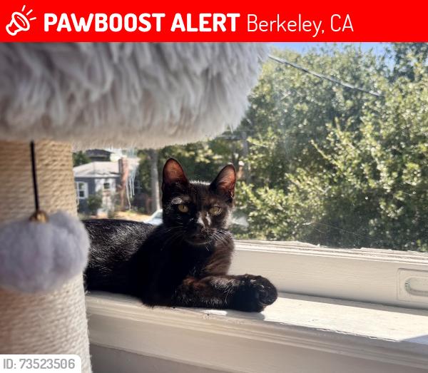 Lost Female Cat last seen Derby Street, Berkeley, CA 94705