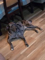 Lost Male Dog last seen Sayles Town Rd, Fairview, NC 28730