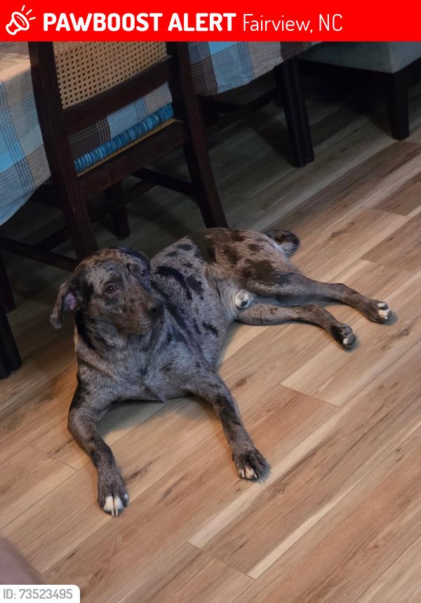 Lost Male Dog last seen Sayles Town Rd, Fairview, NC 28730