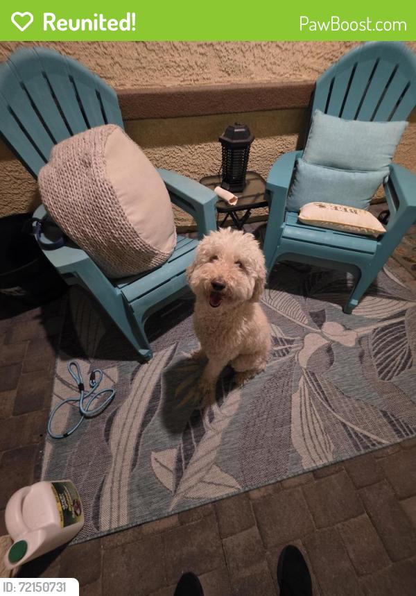 Reunited Female Dog last seen Larksong and Hummingbird, Henderson, NV 89011