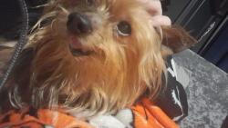 Lost Male Dog last seen The Fairway, West Midlands, England B38 8XQ