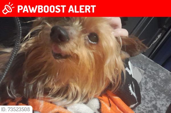 Lost Male Dog last seen The Fairway, West Midlands, England B38 8XQ