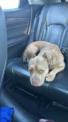 Reunited Female Dog last seen Massachusetts and Canton, Lemon Grove, CA 91946