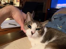 Lost Female Cat last seen Near N Wayne Ave 60613, Chicago, IL 60613