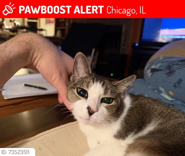 Lost Female Cat last seen Near N Wayne Ave 60613, Chicago, IL 60613