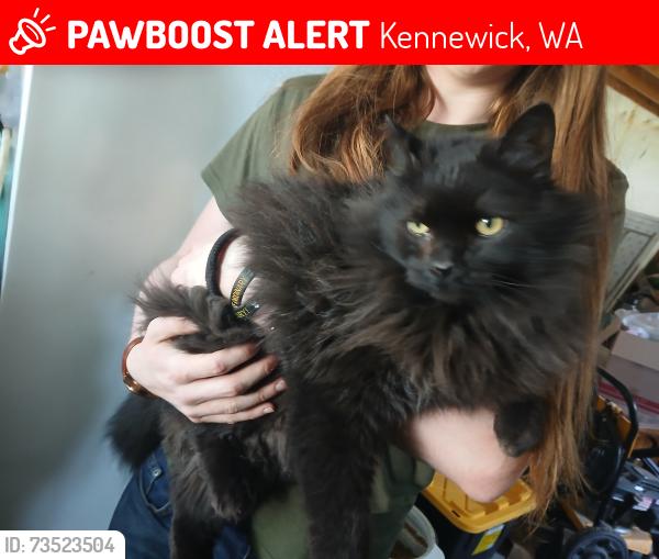 Lost Unknown Cat last seen Bowls rd Kennewick Washington, Kennewick, WA 99337