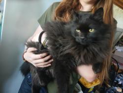 Lost Unknown Cat last seen Bowls rd Kennewick Washington, Kennewick, WA 99337