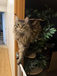 Lost Male Cat last seen Coles rd, Langley, WA 98260