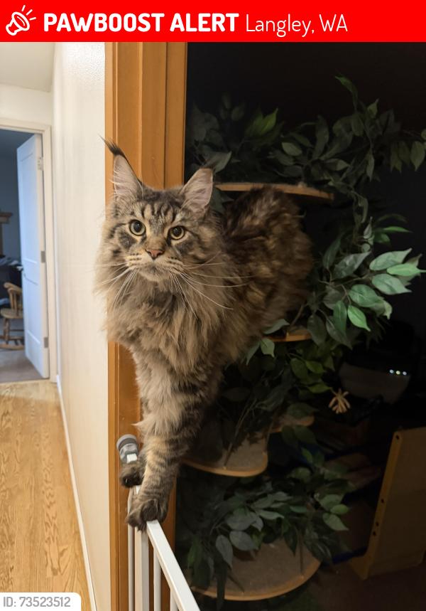 Lost Male Cat last seen Coles rd, Langley, WA 98260