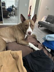 Lost Female Dog last seen Woodward road, Manalapan Township, NJ 07726