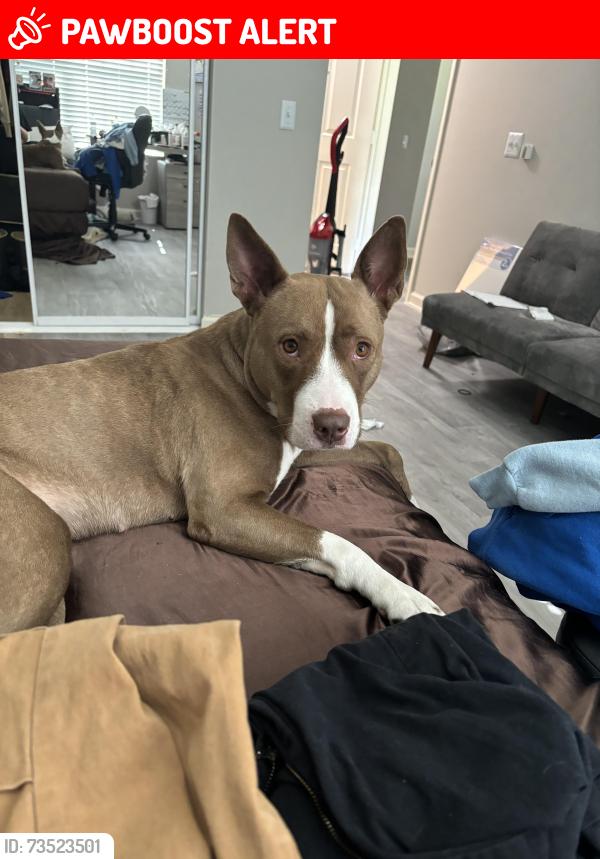 Lost Female Dog last seen Woodward road, Manalapan Township, NJ 07726