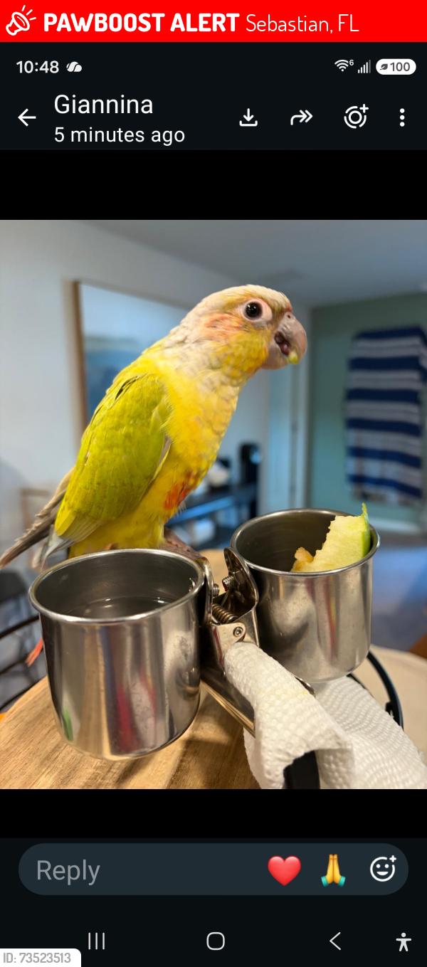 Lost Unknown Bird last seen Sebastian blvd, Sebastian, FL 32958
