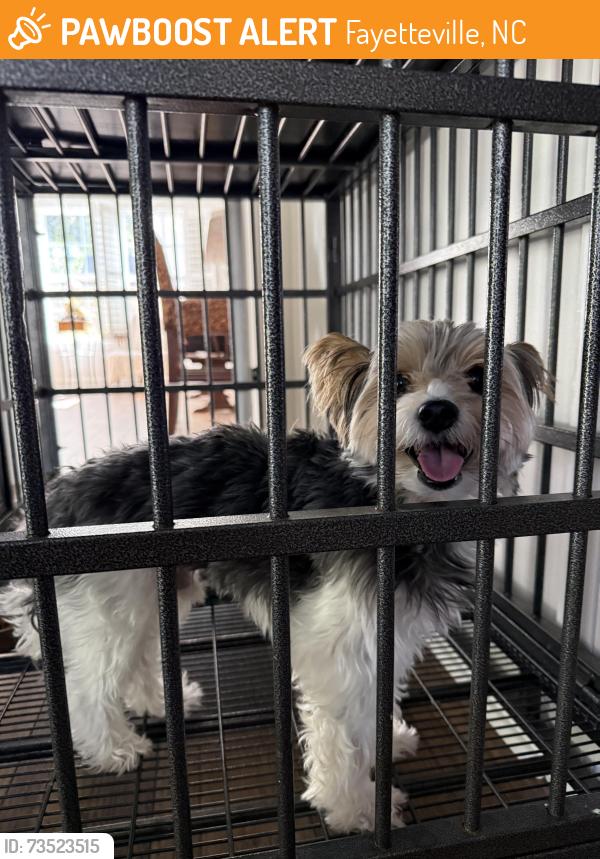 Found/Stray Male Dog last seen Morganton road and devane, Fayetteville, NC 28305