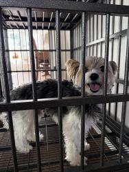 Found/Stray Male Dog last seen Morganton road and devane, Fayetteville, NC 28305