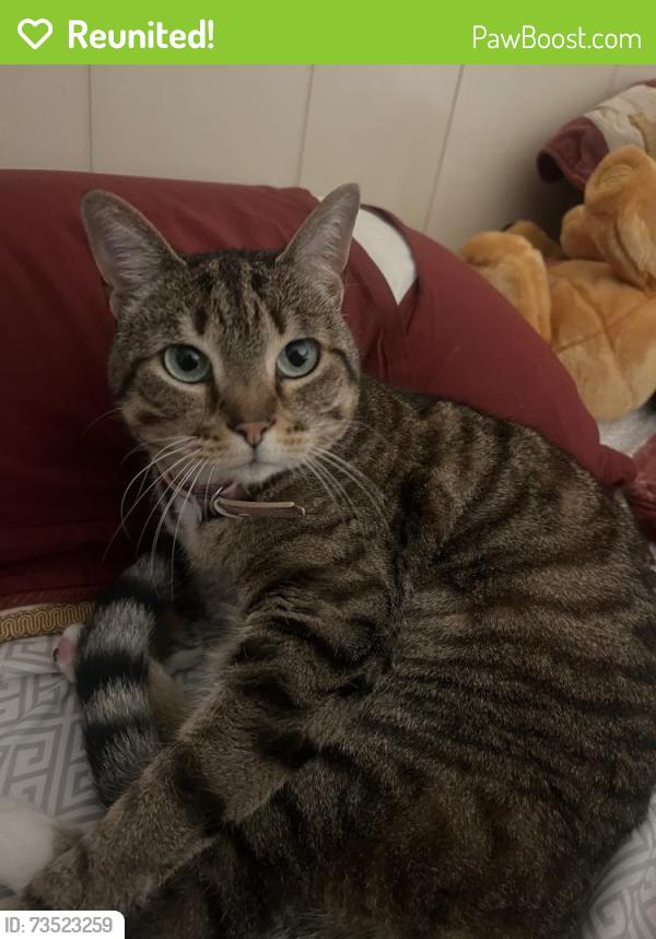 Reunited Female Cat last seen Calle La quinta/Plaza eva, Chula Vista, CA 91914