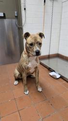 Shelter Stray Female Dog last seen , 600 Aviation Dr, Camarillo, CA 93010, USA