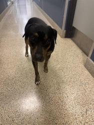 Shelter Stray Male Dog last seen Near BLOCK S BAYSHORE DR, 3599 NW 79th Ave, Doral, FL 33122, USA