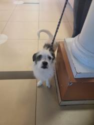Shelter Stray Male Dog last seen BRUCE B DOWNS AND STATE ROAD 56 (NEAR WIREGRASS), 19640 Dogpatch Ln, Land O' Lakes, FL 34638, USA