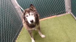 Shelter Stray Female Dog last seen , 11258 Garfield Ave, Downey, CA 90242, USA