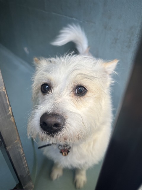 Shelter Stray Unknown Dog last seen ASTOR/ALTON, 92618, 6443 Oak Canyon, Irvine, CA 92618, USA