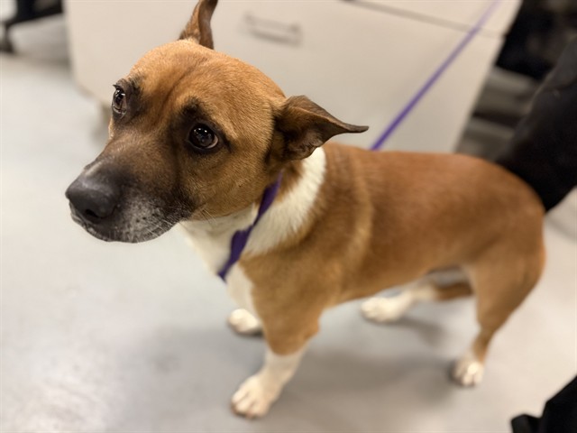 Shelter Stray Male Dog last seen Near BLOCK YALE ST, HEMET, CA, 581 S Grand Ave, San Jacinto, CA 92582, USA