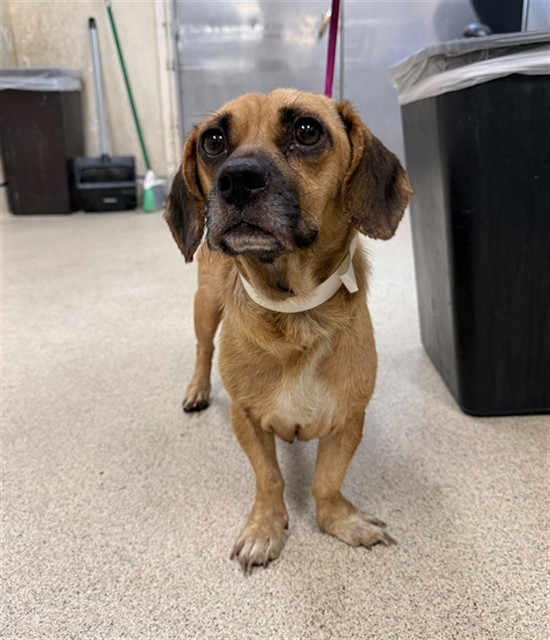 Shelter Stray Female Dog last seen MISSION BL, JURUPA VALLEY, CA, 6851 Van Buren Boulevard, Jurupa Valley, CA 92509, USA