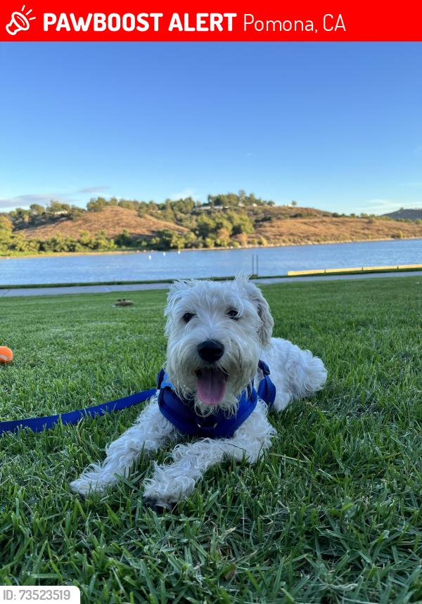 Lost Male Dog last seen Leebe street, Pomona, CA 91768