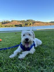 Lost Male Dog last seen Leebe street, Pomona, CA 91768