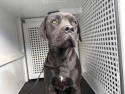 Shelter Stray Male Dog last seen Near BLOCK VIA LOS CABALLEROS, RIVERSIDE, CA, 6851 Van Buren Boulevard, Jurupa Valley, CA 92509, USA