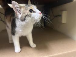 Shelter Stray Female Cat last seen FRONT ST & U ST, 2127 Front St, Sacramento, CA 95818, USA