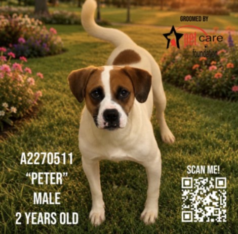 Shelter Stray Male Dog last seen , 3201 Lacy St, Los Angeles, CA 90031, USA