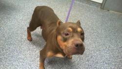 Shelter Stray Female Dog last seen CHARLOTTE, 8315 Byrum Dr, Charlotte, NC 28217, USA
