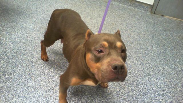 Shelter Stray Female Dog last seen CHARLOTTE, 8315 Byrum Dr, Charlotte, NC 28217, USA