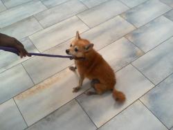 Shelter Stray Female Dog last seen CHARLOTTE, 8315 Byrum Dr, Charlotte, NC 28217, USA