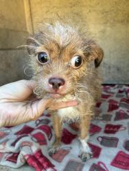 Shelter Stray Female Dog last seen Near BLOCK NE 35TH ST, OKLAHOMA CITY OK 73111, 2811 SE 29th St, Oklahoma City, OK 73129, USA