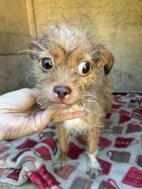 Shelter Stray Female Dog last seen Near BLOCK NE 35TH ST, OKLAHOMA CITY OK 73111, 2811 SE 29th St, Oklahoma City, OK 73129, USA