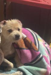Reunited Male Dog last seen West Rd, Houston, TX 77064