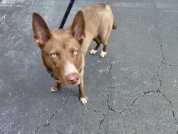 Shelter Stray Female Dog last seen Near BLOCK SW 26 AV, FORT LAUDERDALE FL 33312, 2400 SW 42nd St, Fort Lauderdale, FL 33312, USA