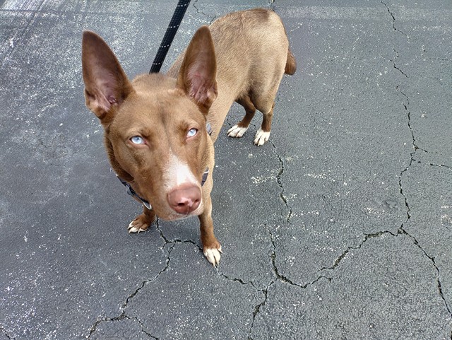 Shelter Stray Female Dog last seen Near BLOCK SW 26 AV, FORT LAUDERDALE FL 33312, 2400 SW 42nd St, Fort Lauderdale, FL 33312, USA