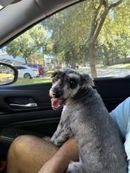 Reunited Female Dog last seen S summit Canyon Dr, Houston, TX 77095