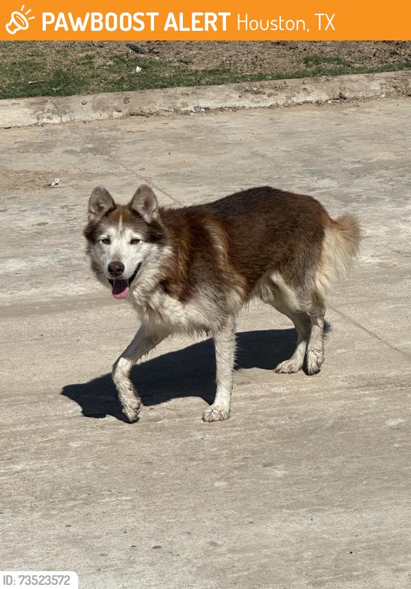 Found/Stray Male Dog last seen Near almeda and reed rd, Houston, TX 77051