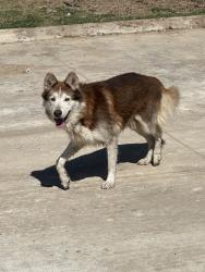 Found/Stray Male Dog last seen Near almeda and reed rd, Houston, TX 77051
