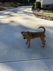 Found/Stray Male Dog last seen Norte Vista, Easley, SC 29640