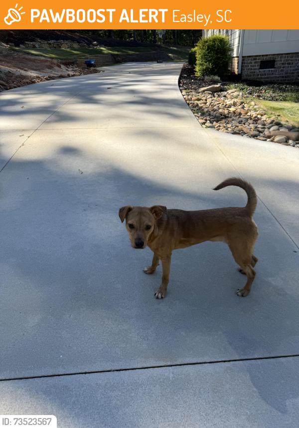 Found/Stray Male Dog last seen Norte Vista, Easley, SC 29640