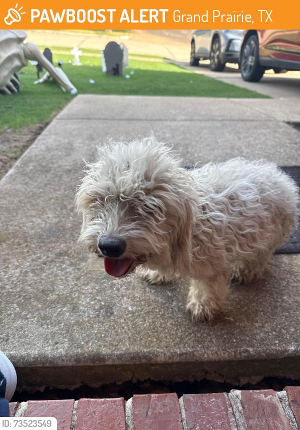 Found/Stray Male Dog last seen Carrier Pkwy, Grand Prairie, TX 75052