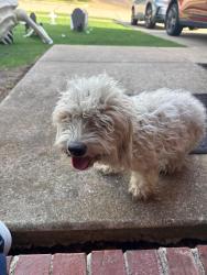 Found/Stray Male Dog last seen Carrier Pkwy, Grand Prairie, TX 75052