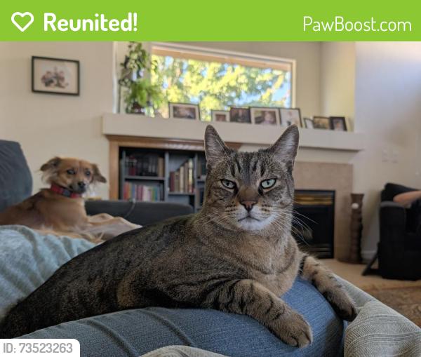 Reunited Male Cat last seen Walden at Rowberry, Folsom, CA 95630