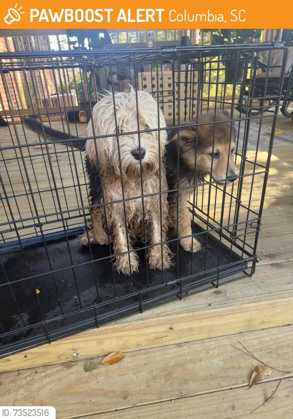 Found/Stray Unknown Dog last seen S. Beltline, Columbia, SC 29205
