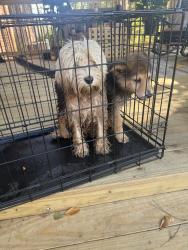 Found/Stray Unknown Dog last seen S. Beltline, Columbia, SC 29205